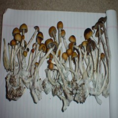 50grams Psilocybin cubensis Amazonian